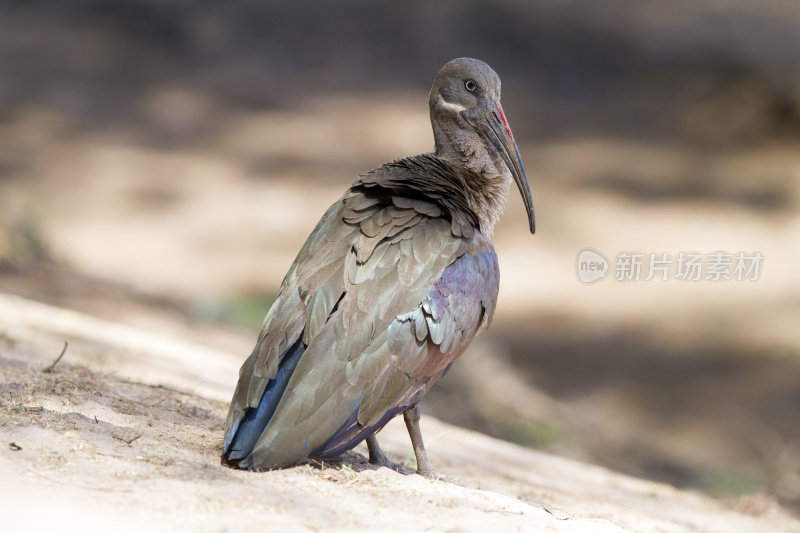 Hadeda Ibis，桑布鲁国家公园，肯尼亚